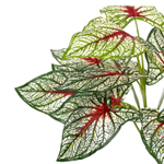 Каладиум куст триколор 45 см