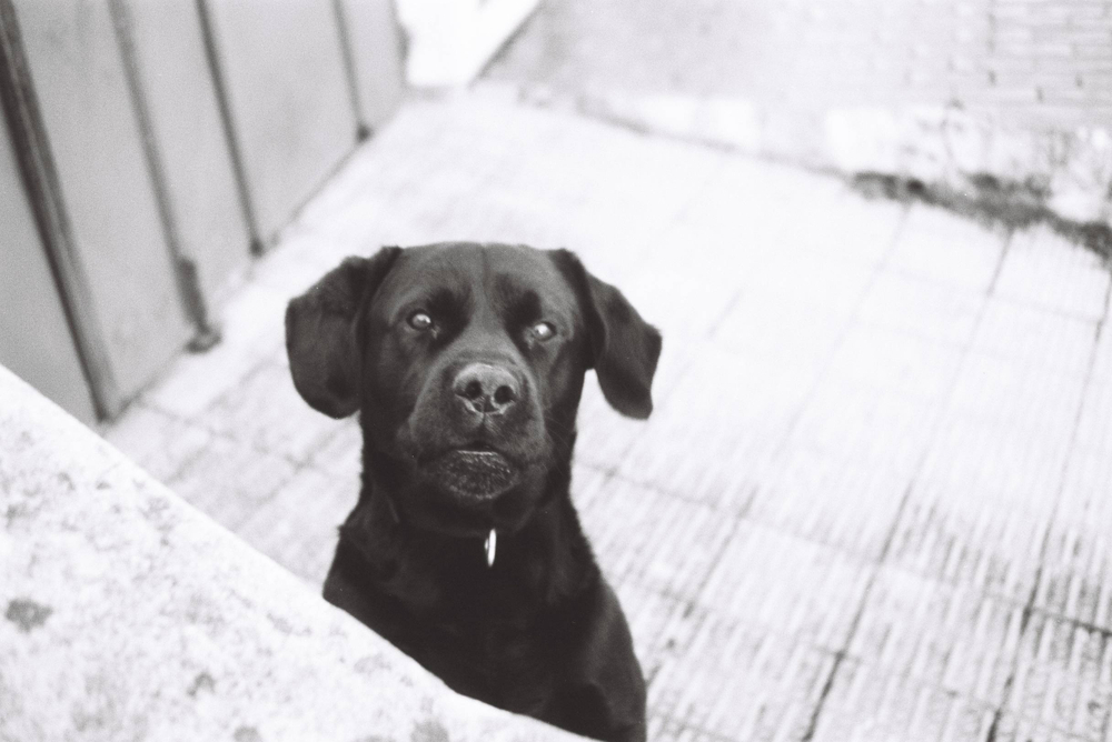 Фотопленка черно-белая FOMAPAN Classic iso 100 (36) 135mm