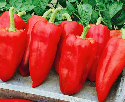 Перец Джипси F1