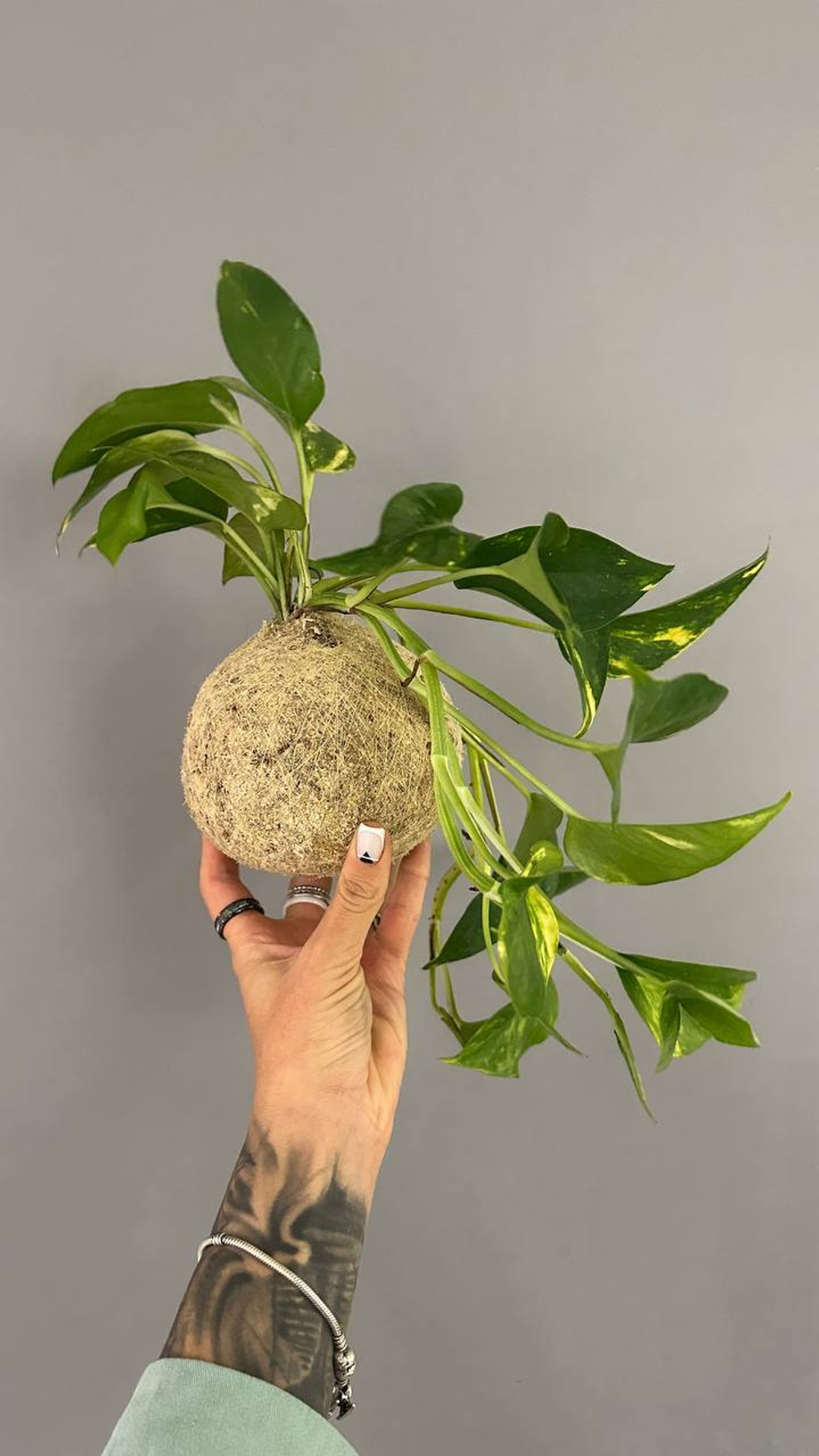 🌱 Мастер-класс «Кокедама» — японская планета в мхе