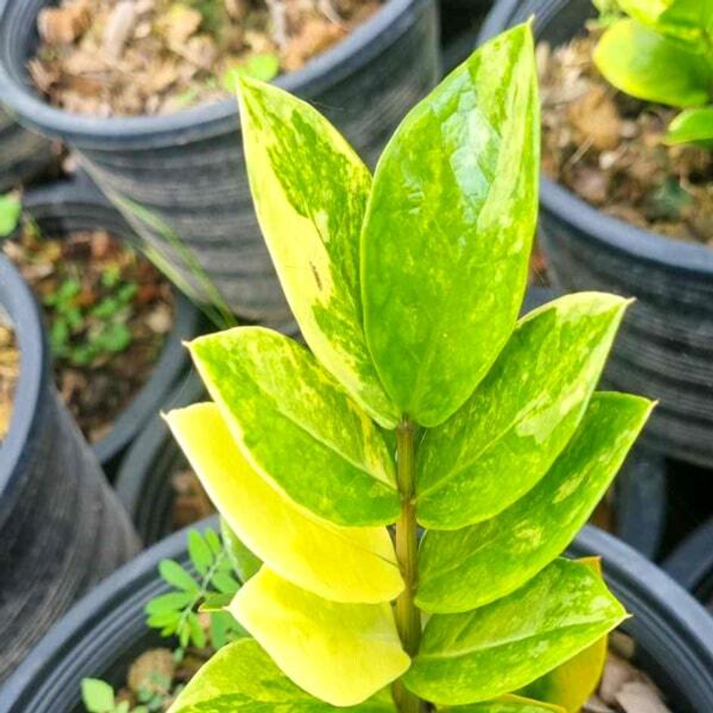 Замиокулькас VAR