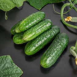Огурец Циркон F1 7шт Мировые Семена VITA GREEN