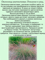 Злак Овсяница аметистовая злак многолетний