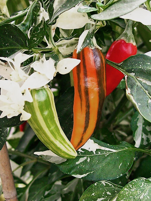 Рыбка / Fish, вариегатный сорт острого перца