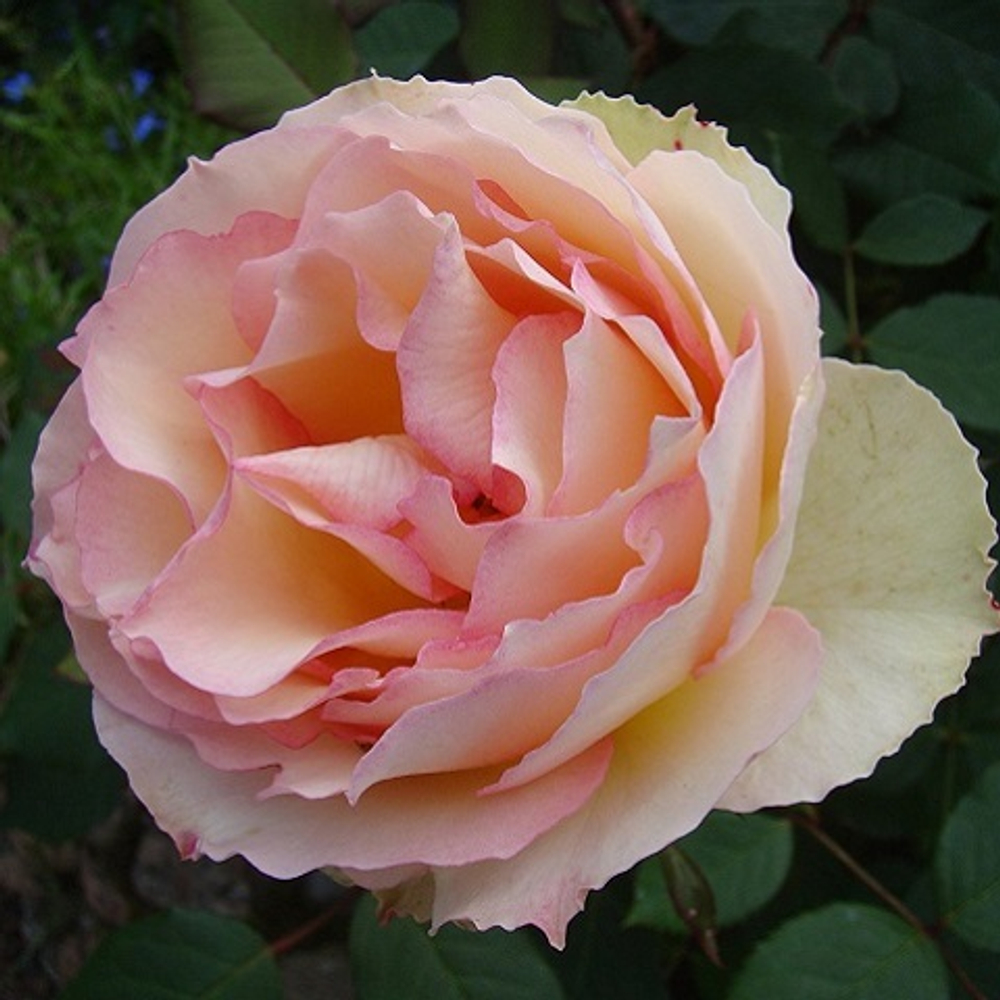 Роза чайно-гибридная Jalitah