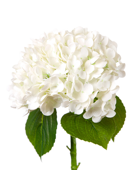 Гортензия садовая на стебле - Белый