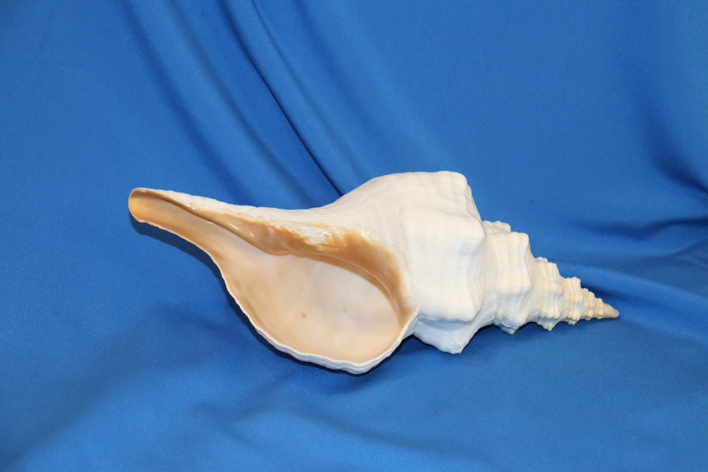 Раковина Плеуроплока гигантея (Pleuroploca gigantea) 1 шт., 32 см