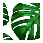 Картина 50*50 см «Листья монстеры» N490