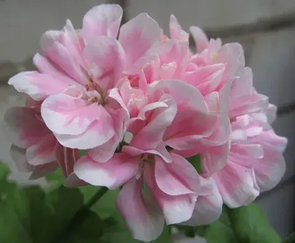 Пеларгония зональная Saga