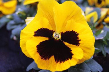 S25141 Виола Trumpet Yellow with Blotch 100 шт.