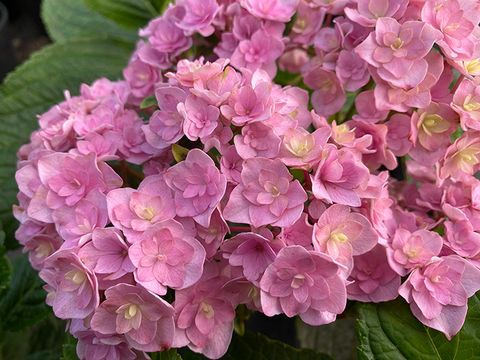 Гортензия крупнолистовая Ю ЭНД МИ ТУГЕЗЕ (Hydrangea macrophylla 