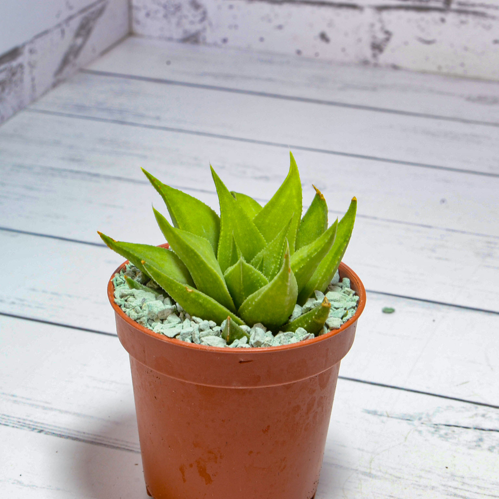 Haworthia angustifolia v. Baylissii (Хавортия)