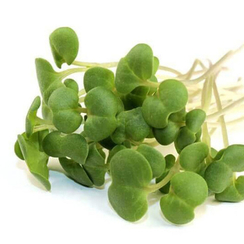 Семена для проращивания репы жёлтой Диско (Гавриш)