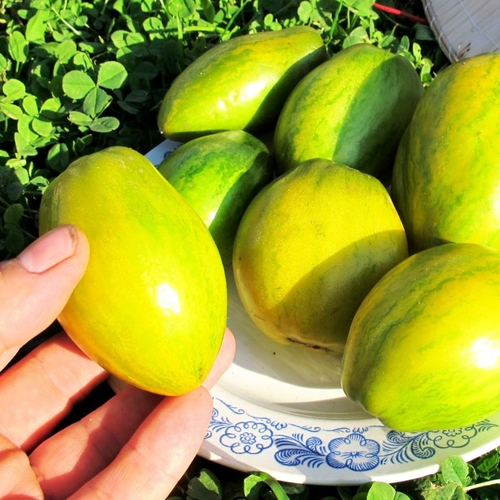 Помидоры Гном Дерзкая Машка - Tomato Dwarf Saucy Mary