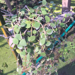 Хойя NUMMULARIOIDES LITE YELLOW CORONA