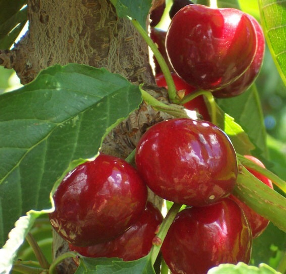 черешня чилийская сорт Bing, lapins ,Van.