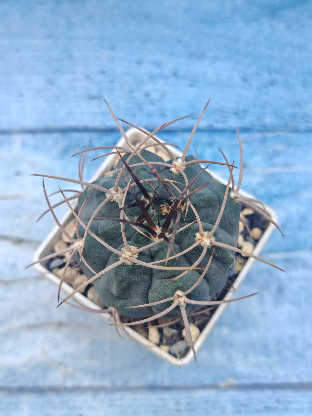 Gymnocalycium Cardenasianum (Гимнокалициум)