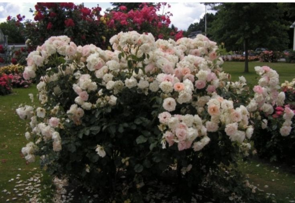 Роза Рококо С7 Закупка М57 июнь 2026