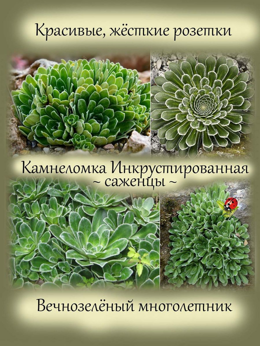 Камнеломка Инкрустированная вечнозелёная многолетняя