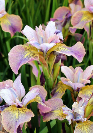 Ирис Сибирский Зипперс