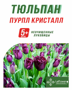 Тюльпан Луковица, Пурпл Кристалл, 5+ шт