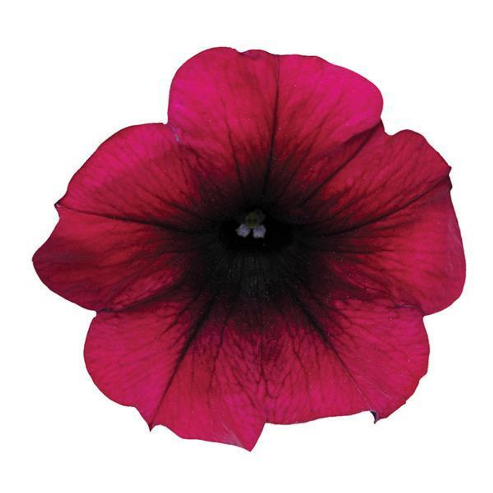 Петуния ампельная Изи Вэйв Бургунди Велюр F1 (50др) Витагрин Профи