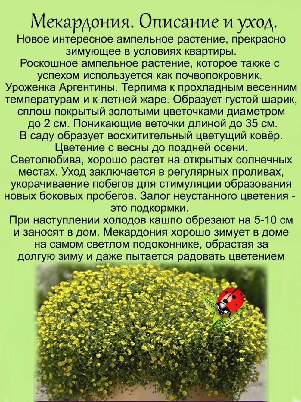 Мекардония ампельная почвопокровная