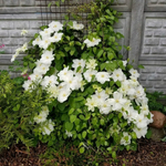 Клематис Guernsey Cream (2 группа обрезки)