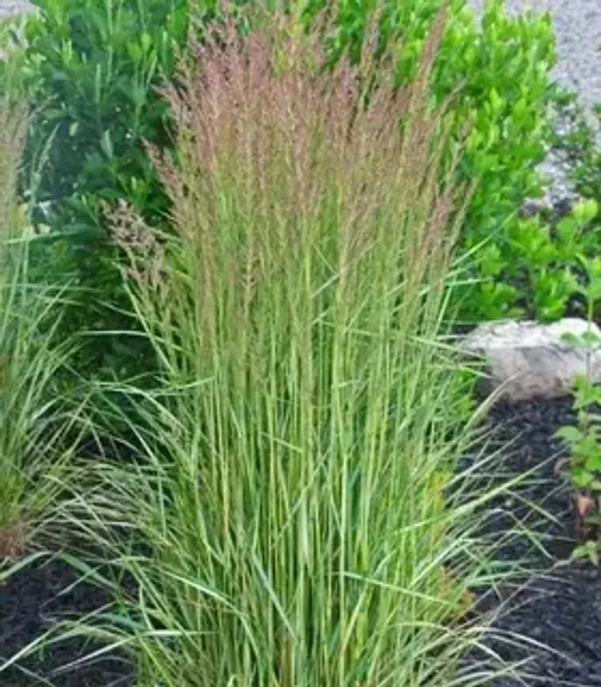 Вейник остроцветковый Ингланд С2 Закупка М39 июнь 2026