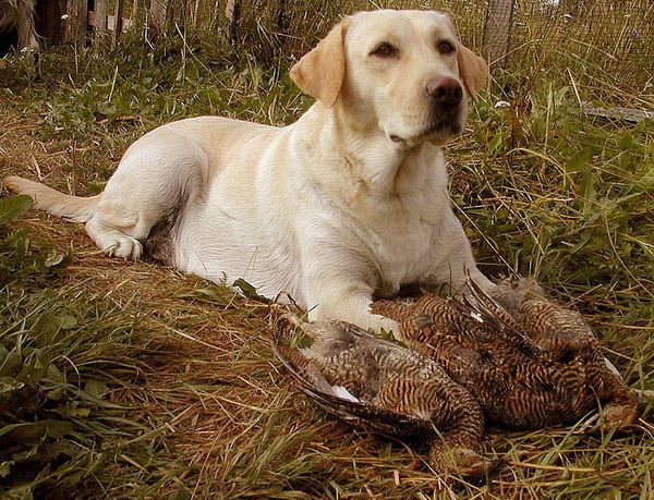 Лабрадор ретривер Лабрадор ретривер