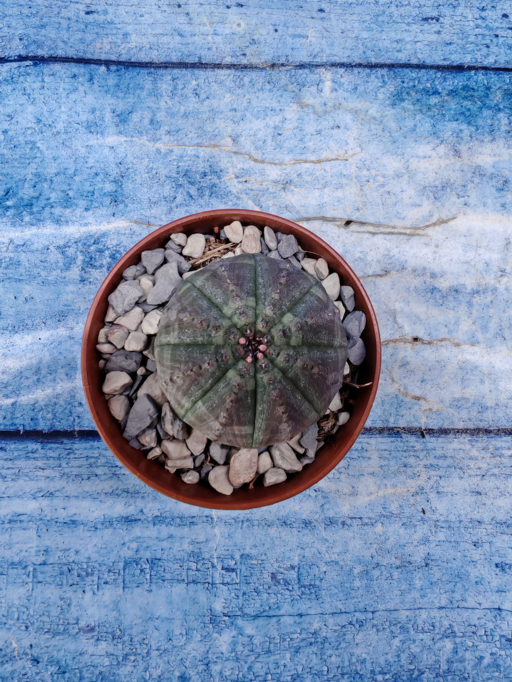 Euphorbia Obesa (Эуфорбия)