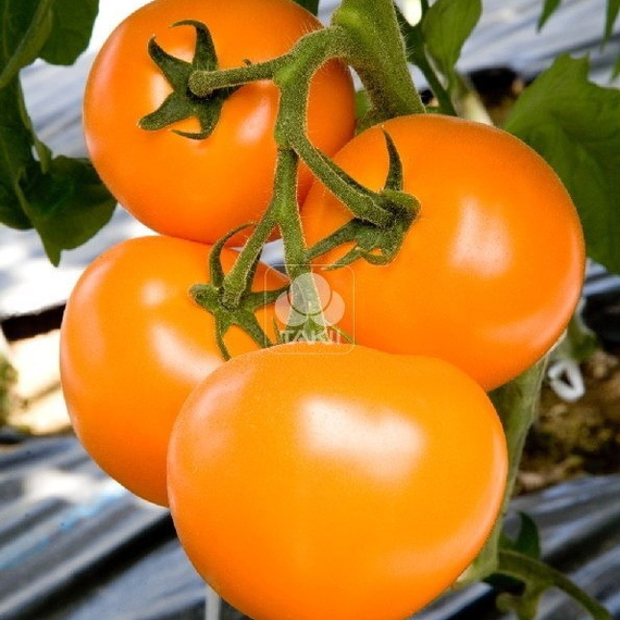 Бигоранж F1 семена томата индетерминантного (Takii / ALEXAGRO) культура – фото 4