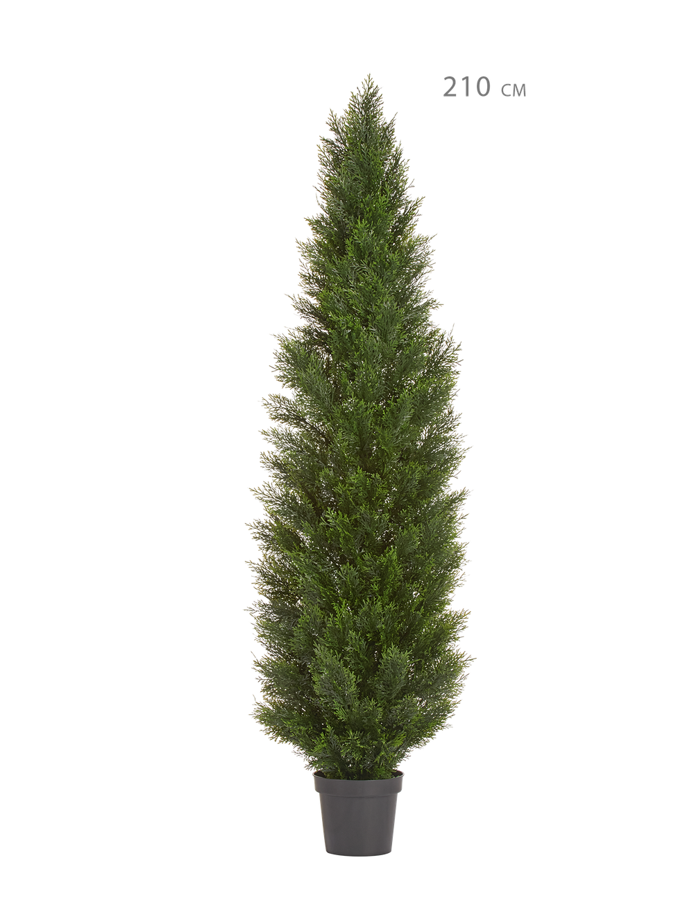 Туя Брабант пушистая уличная