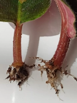 Стимулятор корнеобразования Корневин  – 2 пакета