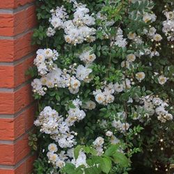 Ниагара Фоллс (Niagara Falls)