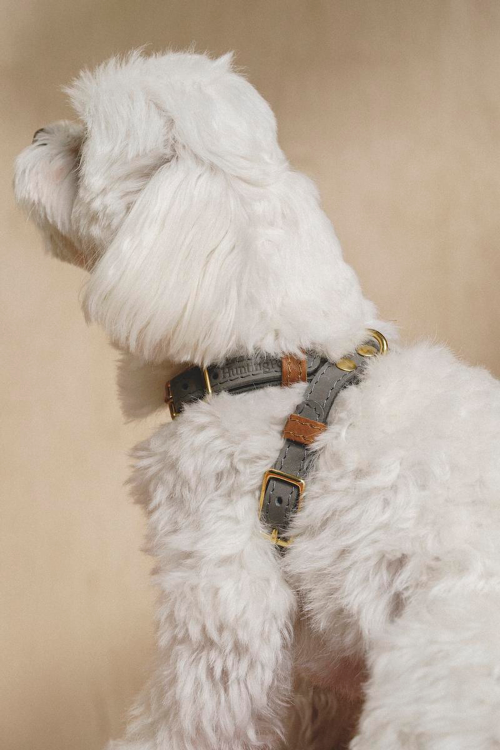 Шлейка "Пони-гулёни" Графит и рыжий