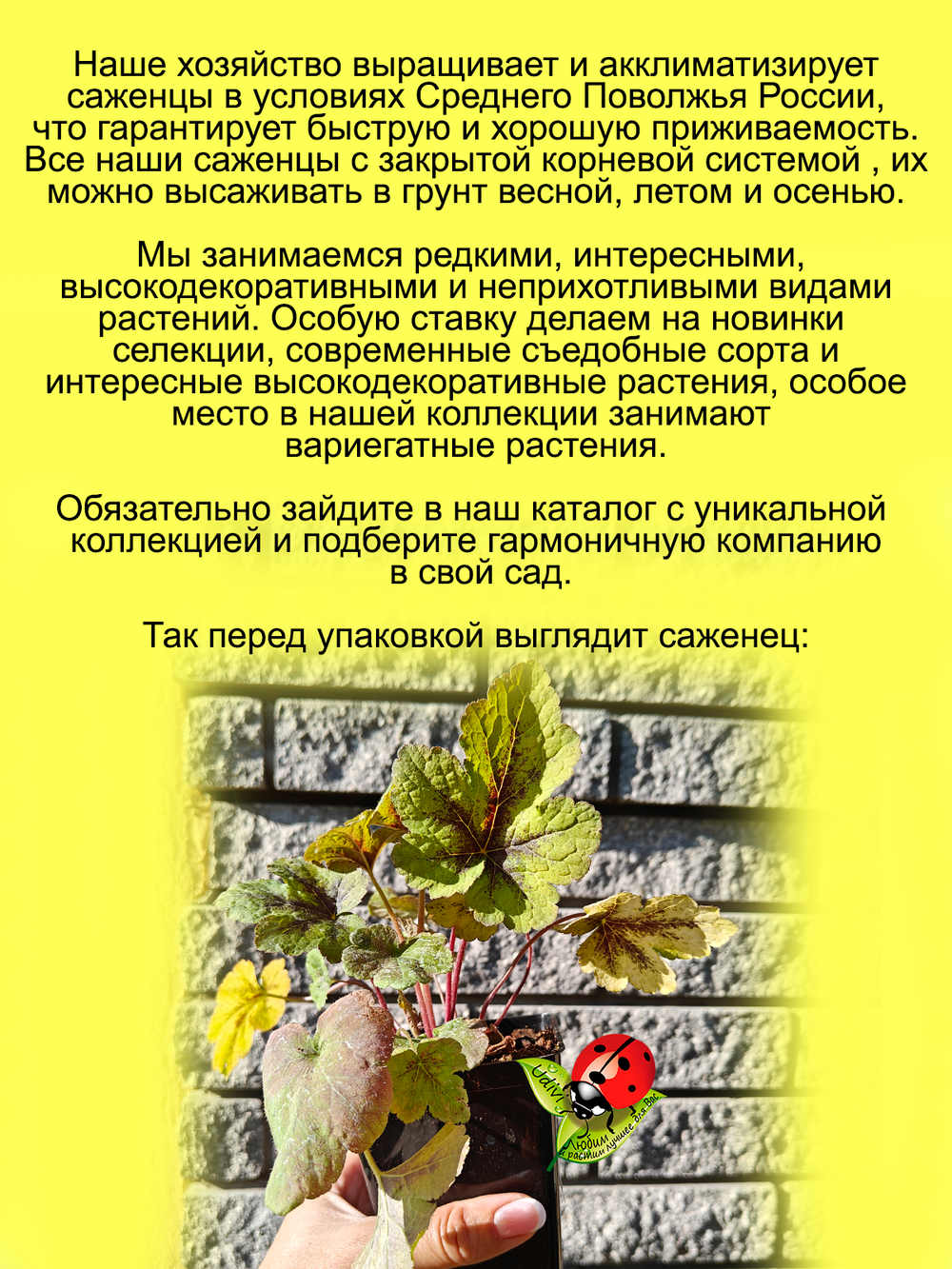 Гейхерелла Золотая Зебра