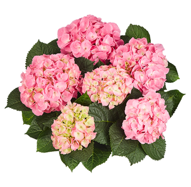 Гортензия крупнолистная (Macrophylla) Marine Pink 12 шт.