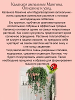 Каланхоэ ампельное Мангина