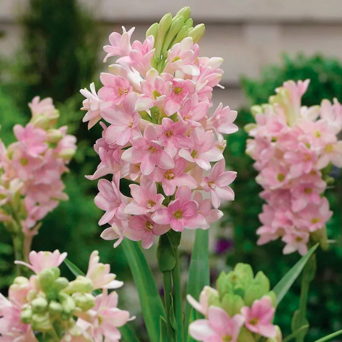 тубероза Сенсейшн (Polianthes tuberosa Chia Nong Sensation) — пора высаживать