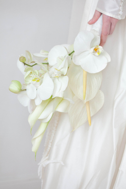 White Delight