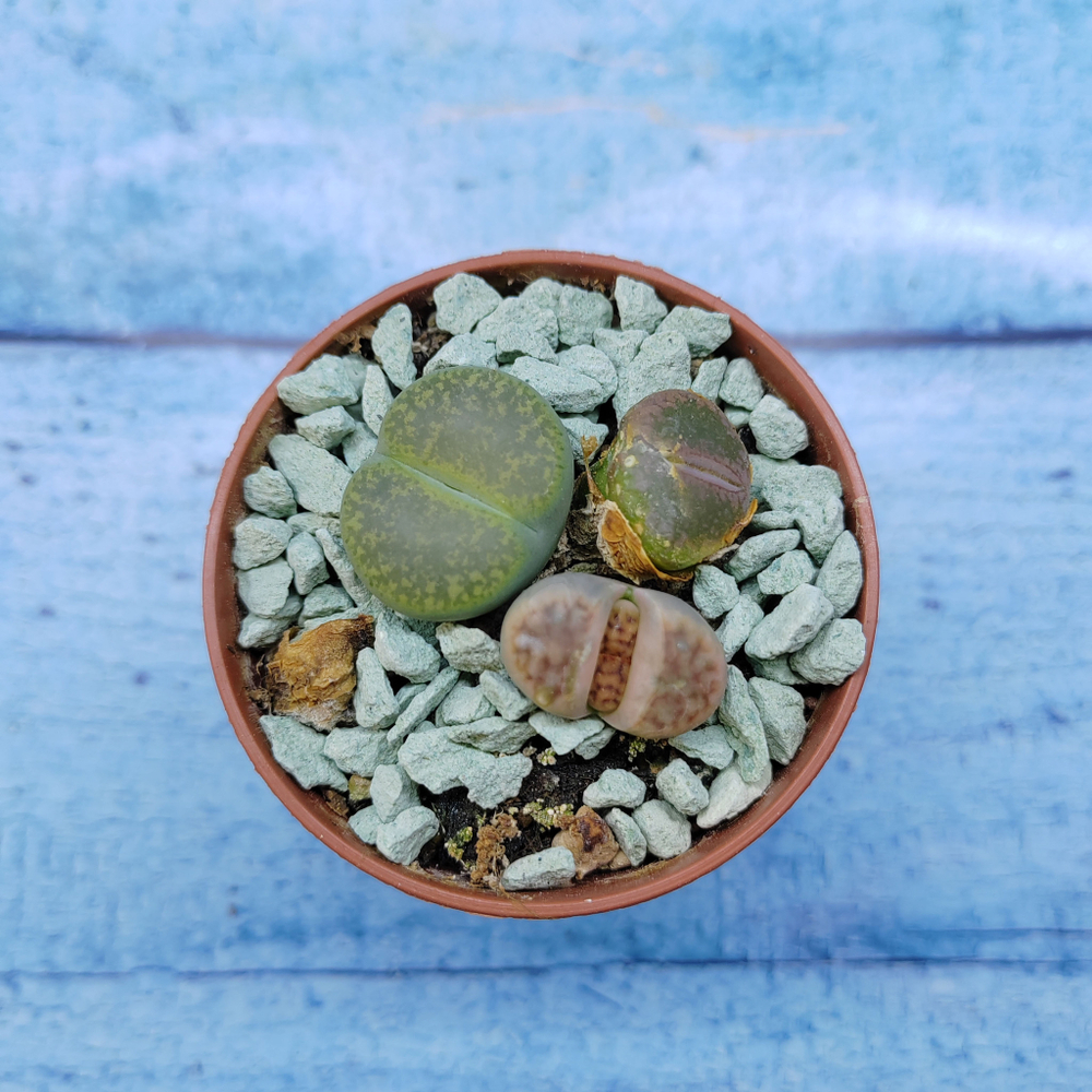 Lithops sp. (Литопсы)