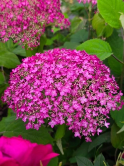 Гортензия древовидная Кандибел Вайнегам (23 ветки) Закупка М59 апрель 2026