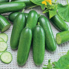 БЭБИ МИНИ F1 семена огурца (Seminis | Alexagro)