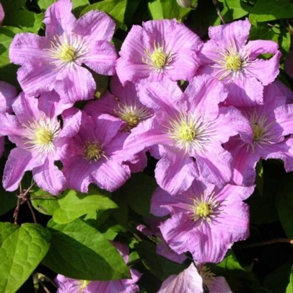 Клематис Comtesse de Bouchaud. (3 группа обрезки)