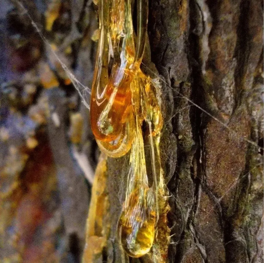 Живица кедровая