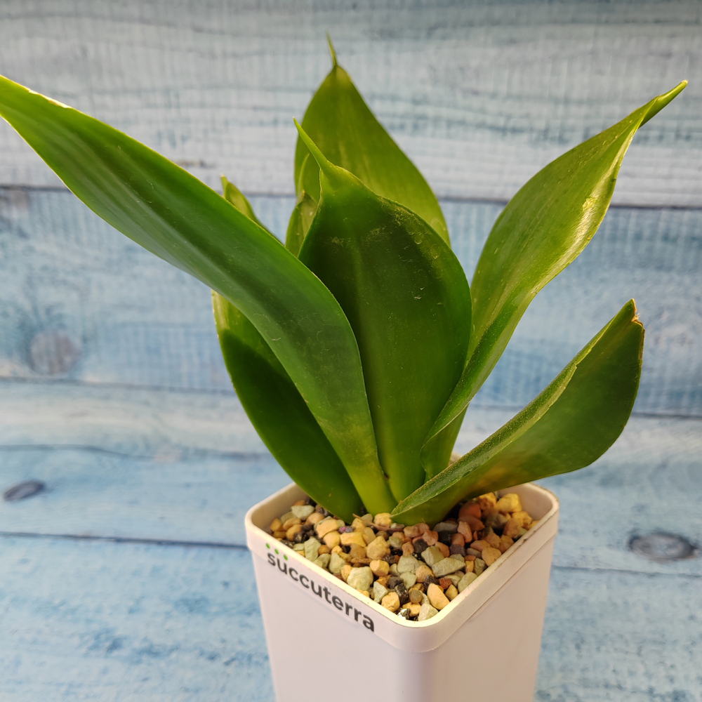 Sansevieria Hahnii Jade (Сансевиерия)