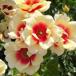 Глориос Бэбилон Айз ( Glorious Babylon Eyes)