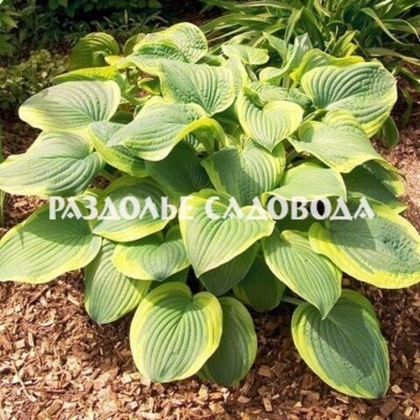 Хоста гибридная Абиква Мунбим