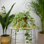 Хедера хеликс Бонг 13/35